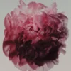 (100 ml) Peony Intense Eau de Parfum (100 ml) Peony Intense Eau de Parfum