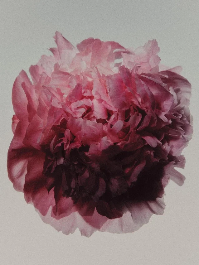 (100 ml) Peony Intense Eau de Parfum (100 ml) Peony Intense Eau de Parfum